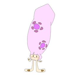 アレグロ・モルト・プリモ